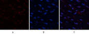 BT LAB manufacturer product image
