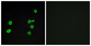 BT LAB manufacturer product image