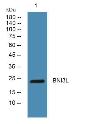 BT LAB manufacturer product image