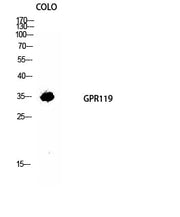 BT LAB manufacturer product image