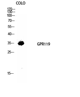 BT LAB manufacturer product image