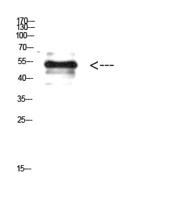 BT LAB manufacturer product image