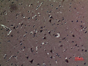 BT LAB manufacturer product image