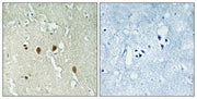 BT LAB manufacturer product image