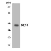 BT LAB manufacturer product image