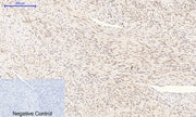 BT LAB manufacturer product image