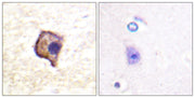 BT LAB manufacturer product image