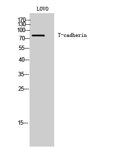 BT LAB manufacturer product image