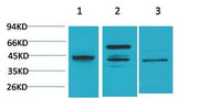 BT LAB manufacturer product image