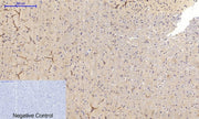 BT LAB manufacturer product image