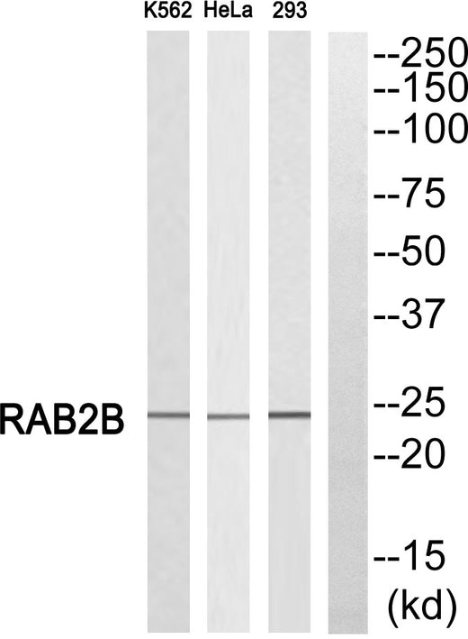 BT LAB manufacturer product image