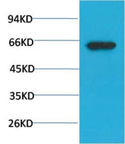 BT LAB manufacturer product image