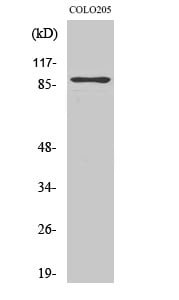 BT LAB manufacturer product image