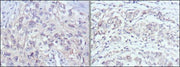 BT LAB manufacturer product image