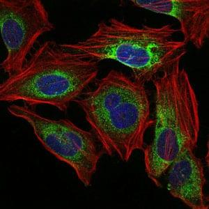 BT LAB manufacturer product image