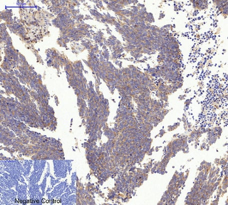 BT LAB manufacturer product image
