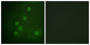 BT LAB manufacturer product image