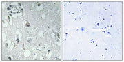 BT LAB manufacturer product image