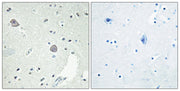 BT LAB manufacturer product image
