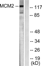 BT LAB manufacturer product image
