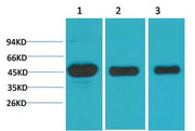 BT LAB manufacturer product image