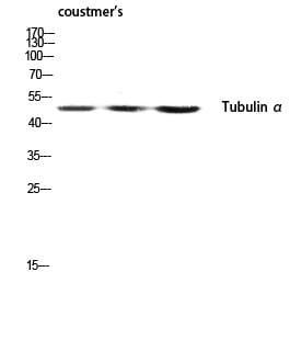 BT LAB manufacturer product image