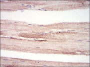 BT LAB manufacturer product image
