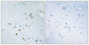 BT LAB manufacturer product image