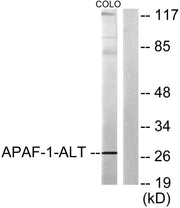 BT LAB manufacturer product image