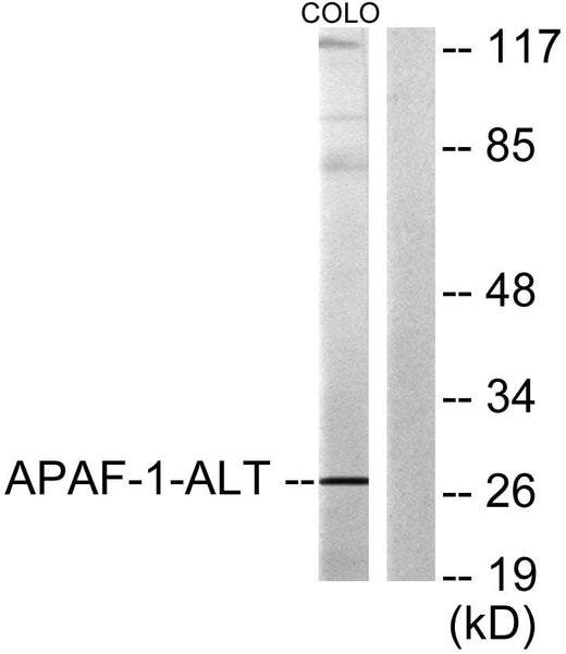 BT LAB manufacturer product image