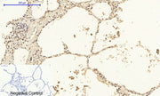 BT LAB manufacturer product image