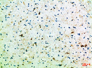 BT LAB manufacturer product image