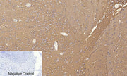 BT LAB manufacturer product image