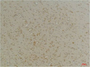 BT LAB manufacturer product image