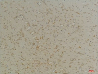 BT LAB manufacturer product image
