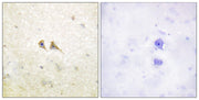 BT LAB manufacturer product image