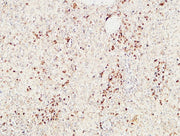 BT LAB manufacturer product image