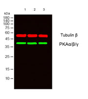 BT LAB manufacturer product image