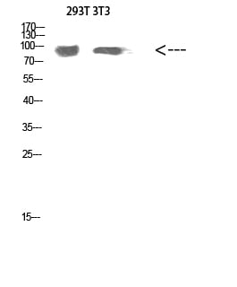 BT LAB manufacturer product image