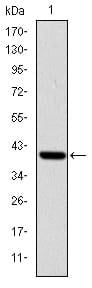 BT LAB manufacturer product image