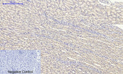 BT LAB manufacturer product image