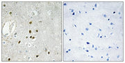 BT LAB manufacturer product image