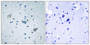 BT LAB manufacturer product image