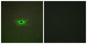 BT LAB manufacturer product image