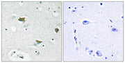 BT LAB manufacturer product image