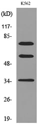 BT LAB manufacturer product image
