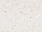 BT LAB manufacturer product image