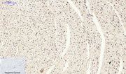 BT LAB manufacturer product image