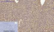BT LAB manufacturer product image