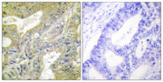 BT LAB manufacturer product image